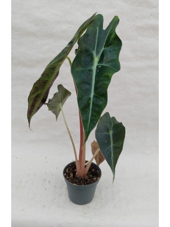 Alocasia Amazonica